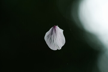 ひとひら落ちる