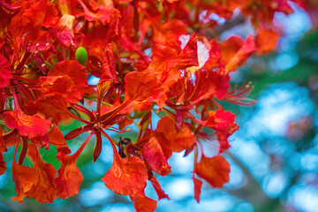 Summer Poinciana phoenix is a flowering plant species live in the tropics or subtropics. Red Flame...