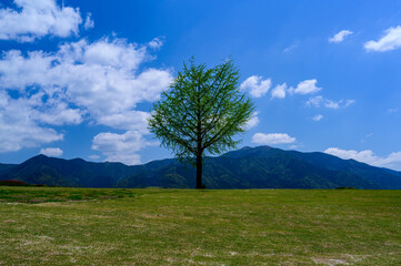 春の河川敷に自生する一本の木