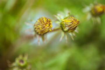 Yellow dandelions. closed dandelion flowers on the background of green spring meadows, evening