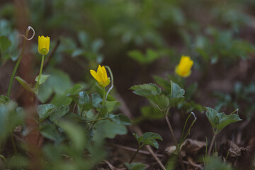 Spring yellow forest flower, anemone ranunculoides