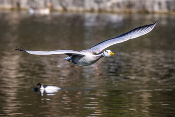 The bar-headed goose, Anser indicus flying over a lake in English Garden in Munich