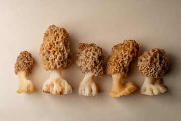 Edible morel mushrooms on a light background. Spring edible mushroom