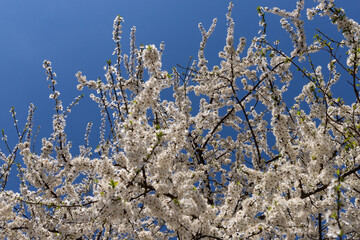 Beautiful branches of blossoming cherries. Beautiful abstract spring background.