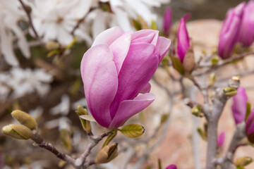 Obraz premium Beautifully blooming magnolia in a spring garden, selective focus.
