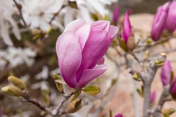 Foto op Canvas Beautifully blooming magnolia in a spring garden, selective focus. © Olga