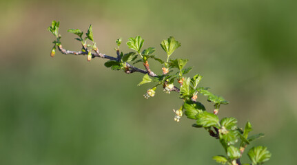 Currant branch with flower on a green blurred background. Spring fruit bushes. Selective focus.
