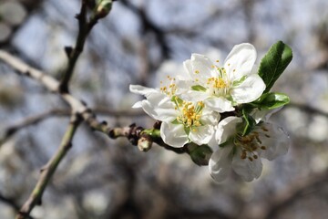 Obraz premium tree blossom