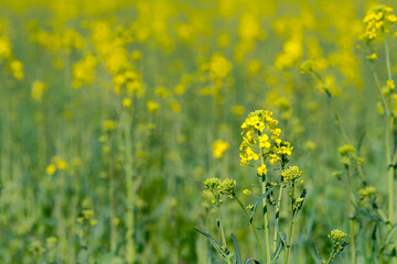 Rapeseeds flowering field. Blooming canola flowers close up. yellow colza oilseeds farming . Brassica napus blooming landscape. Green energy. Rapeseed crops.
