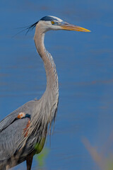 Great Blue Heron is isolated with blue water background. Ardea Herodias is in plumage.