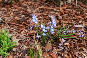 Blue scilla siberica flower in springtime. Siberian squill or wood squill.