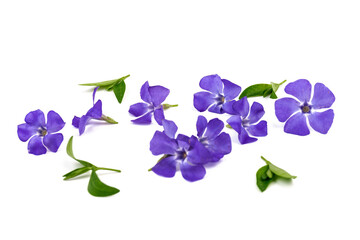 Fototapeta na wymiar Blue periwinkles isolated on white background. Spring flowers.