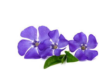 Blue periwinkles isolated on white background. Spring flowers.