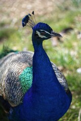peacock with feathers