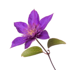 Dark purple clematis flower isolated on white background. - obrazy, fototapety, plakaty