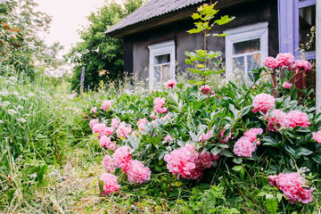 Fototapeta na wymiar Pink peonies in full bloom on the rural house building background. 