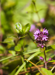 Thyme flowers. Medical plant. 
