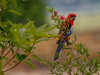 Rare Crimson Rosella x Eastern Rosella hybrid perched on a red flowering shrub lit by early morning...