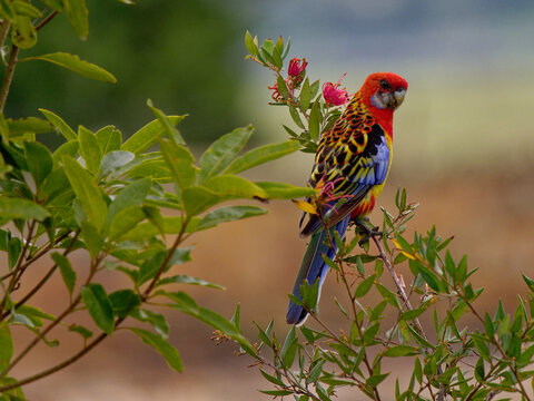 Rare Crimson Rosella x Eastern Rosella hybrid perched on a red flowering shrub lit by early morning light at Oakhampton NSW Australia