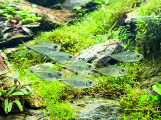Flock of fish Costae Tetra (Moenkhausia costaea) in the plant aquarium. Aquarium plants with Tetra...