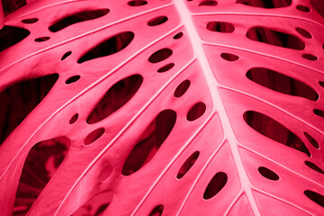 Toned tropical monstera  leaf banner for background or design.Copy space