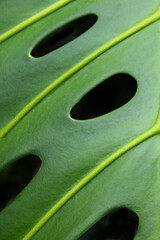 Close up of nature monstera leaf detail for design.