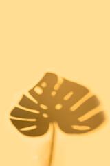Monstera shape shadow on yellow background for summer time cocnpet
