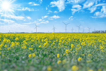 wind turbines flower field eco power.