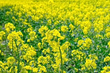 yellow blooming rape field. rapeseed blossoms.
