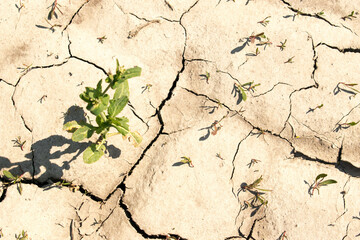 young sprouds break throught dry cracked earth.