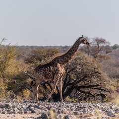 Angolan Giraffes - Giraffa giraffa angolensis- eating from the bushes on the plains of Etosha national Park in Namibia.