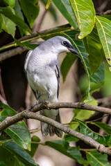 White-bellied Cuckooshrike in Queensland Australia