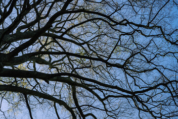 Konary i gałęzie starego drzewa na tle nieba. 