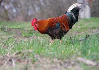 A rooster crows in the garden.