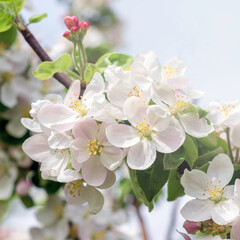 White blossoming apple trees in sunlight.Spring season.