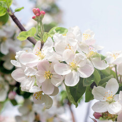 White blossoming apple trees in sunlight.Spring season.