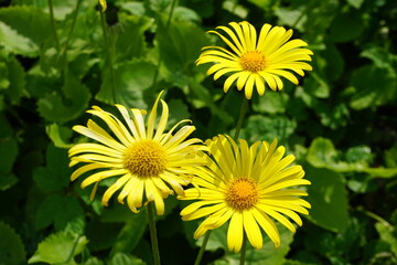 Gelbe Gemswurzen Blume im Garten bei Sonne im Frühling 