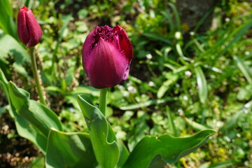 Zwei lila Tulpen im Garten bei Sonne im Frühling 
