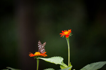The butterfly collecting nectar on flower .