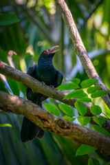 Bird, Asian Koel (Male Common Koel) perched on a tree branch.