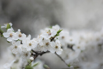 Gałąź wiosennych białych kwiatów drzewa owocowego na tle rozmytego bokech nieba.