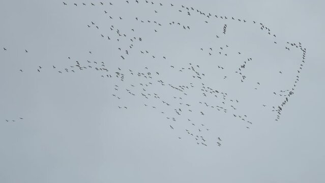 A flock of the wild geese in the autumn sky. Migratory birds. Slow-motion.