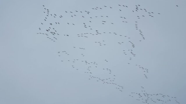 A flock of the wild geese in the pale autumn sky. Migratory birds. Slow-motion.