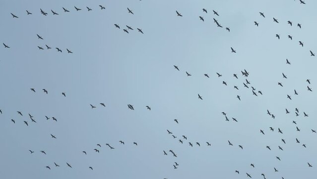 A flock of the wild geese in the pale blue sky. Migratory birds. Slow-motion.