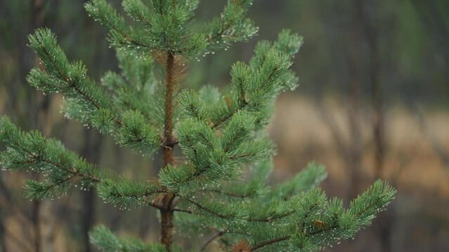 A close-up of the young pine tree on a rainy day. Tiny raindrops cling to the needles. Slow-motion, pan left and back.
