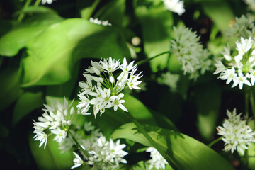 The dainty white flowers of wild garlic in bloom.