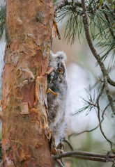 Long-eared owl does not avoid human proximity and can nest even in artificial nest boxes