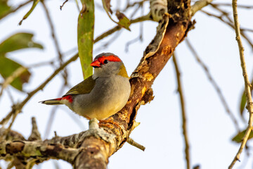 Red-browed Finch in Queensland Australia