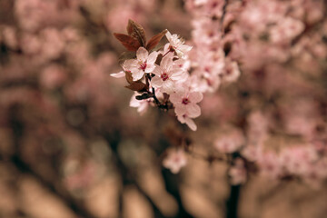 Flowering branches of pink cherry, selective focus, front view
