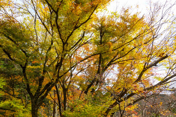 Obraz premium Kurama Temple in Kurama, Kyoto, Japan